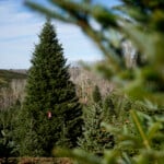 White House Christmas Tree