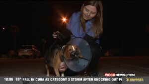 Reward Offered For Accused Dog Shooter