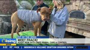 Pet Of The Week: Meet Frack!