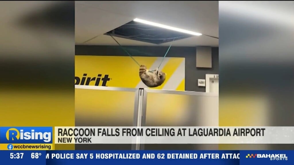 Raccoon Airport