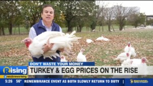 Don't Waste Your Money: The Price Of Turkeys & Eggs This Thanksgiving