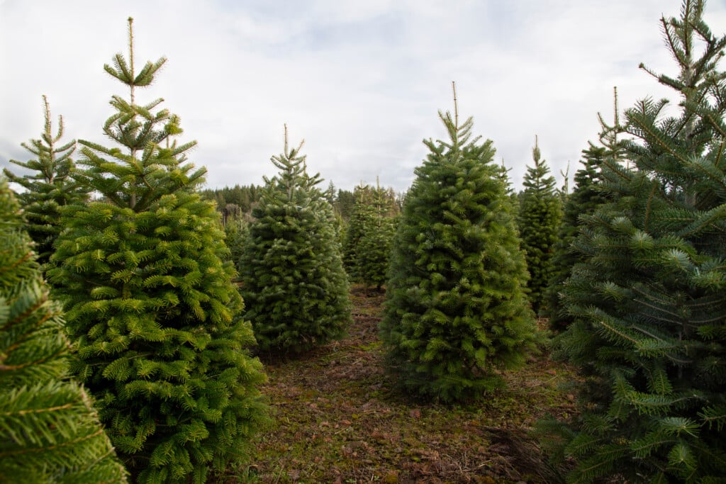 Isolated Close And Distant View Of Staggered Douglas Fir Christmas Trees, Spring, Rich Soil, Clouded Pale Blue Sky, Daytime Willamette Valley, Oregon