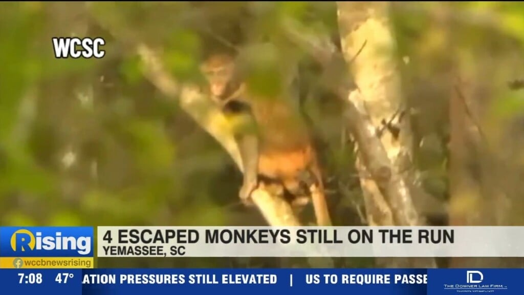 4 Yemassee Monkeys Still On The Loose
