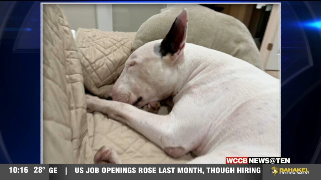 Trooper The Dog Finds His Forever Home