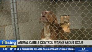 Cmpd Animal Care And Control Warns About Scam