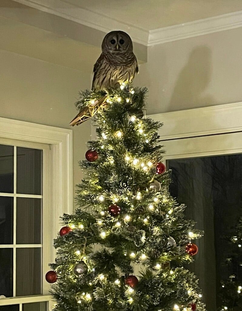 Picture by the Animal Welfare League of Arlington