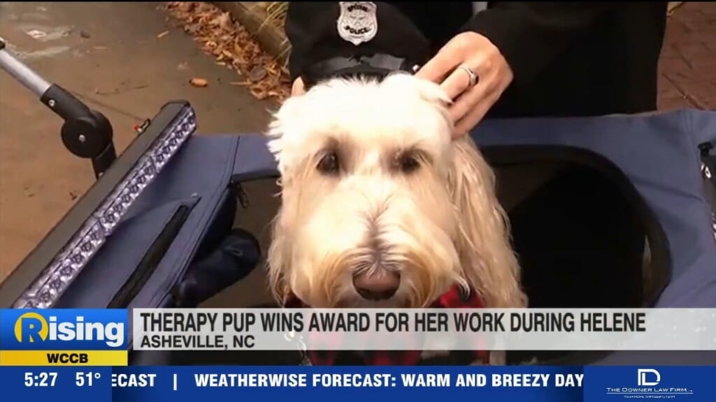 K9 Kora