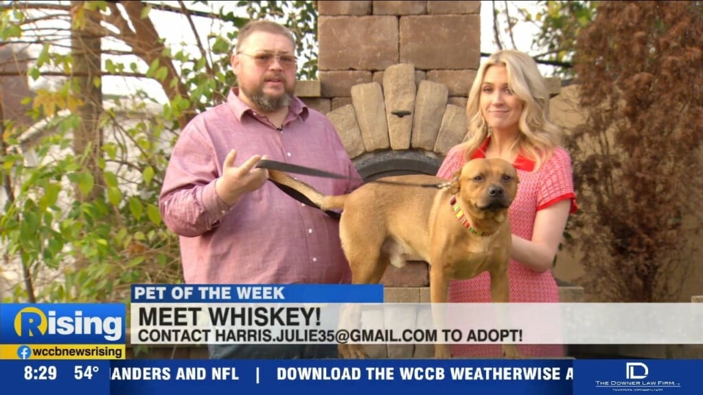 Pet Of The Week: Meet Whiskey