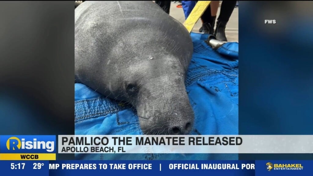 Nc Rescue Manatee Release