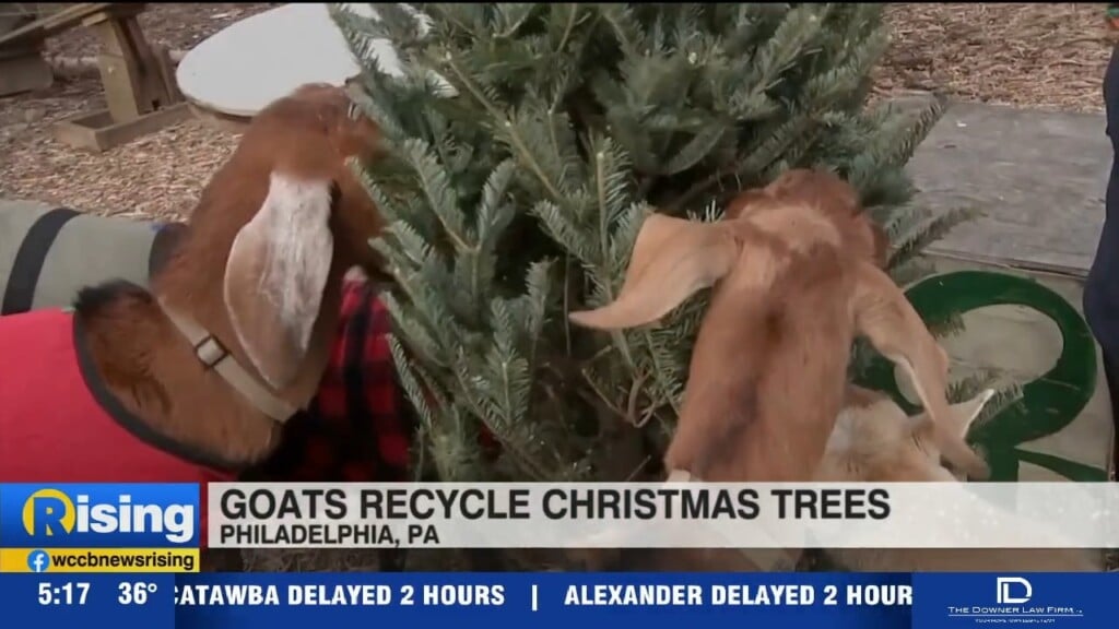 Goats Help Recycle Christmas Trees