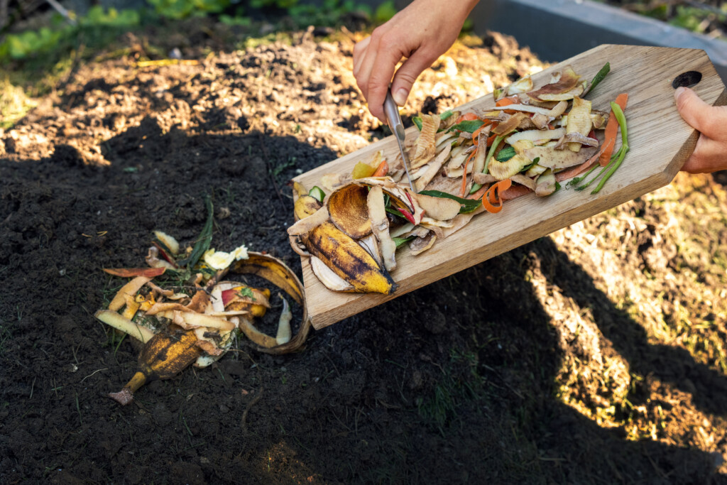 Throwing Food Leftovers In Garden Compost Pile. Recycling Organi