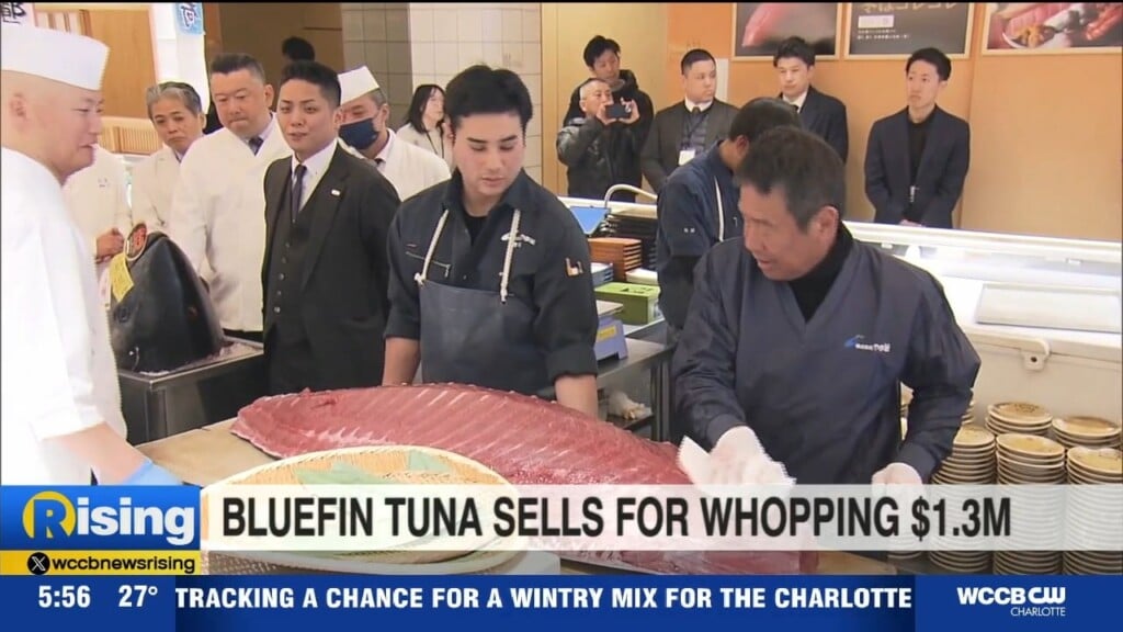 Bluefin Tuna