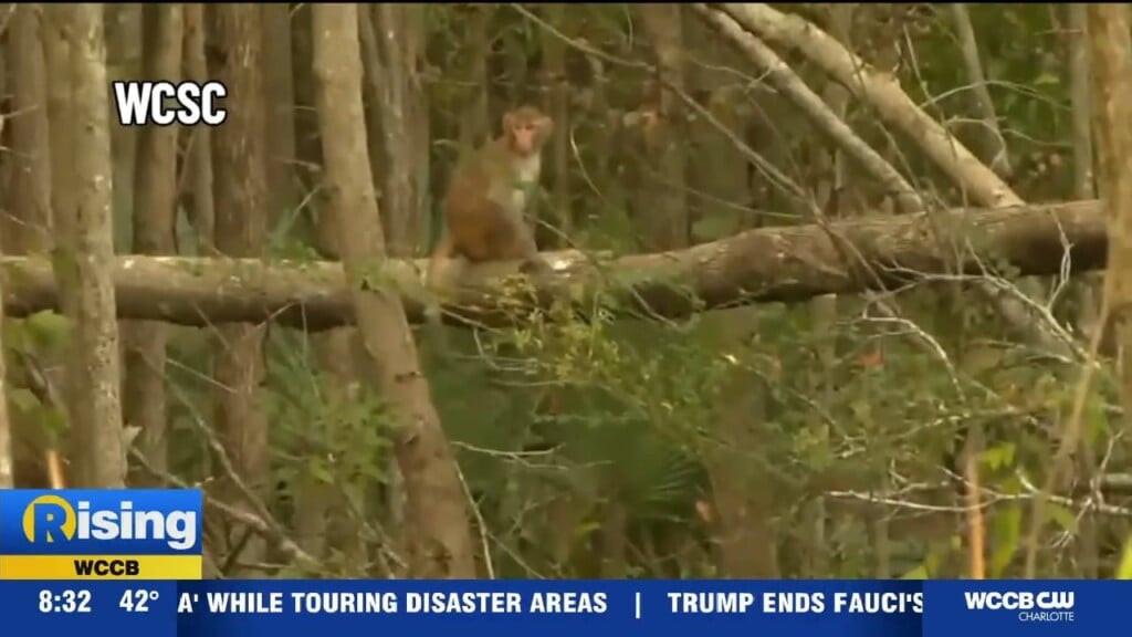 All Monkeys Recaptured