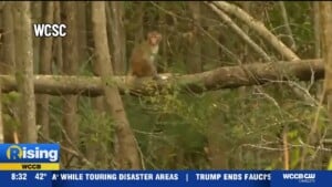 All Monkeys Recaptured