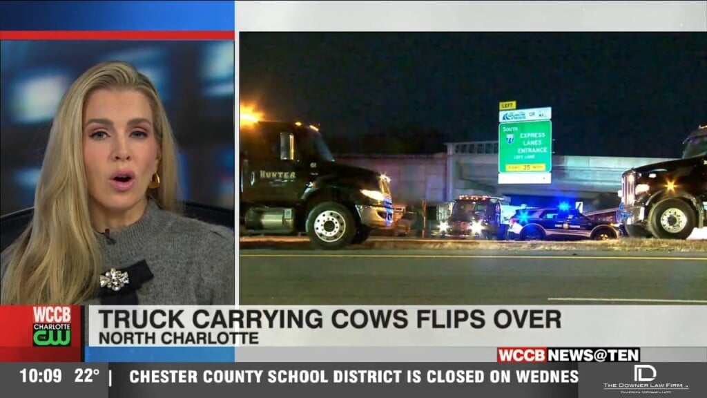 Overturned Cattle Truck