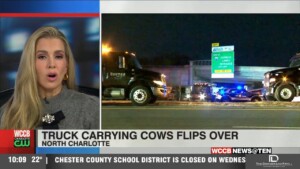 Overturned Cattle Truck