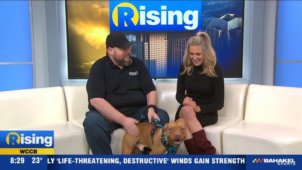 Pet Of The Week: Meet Dinero