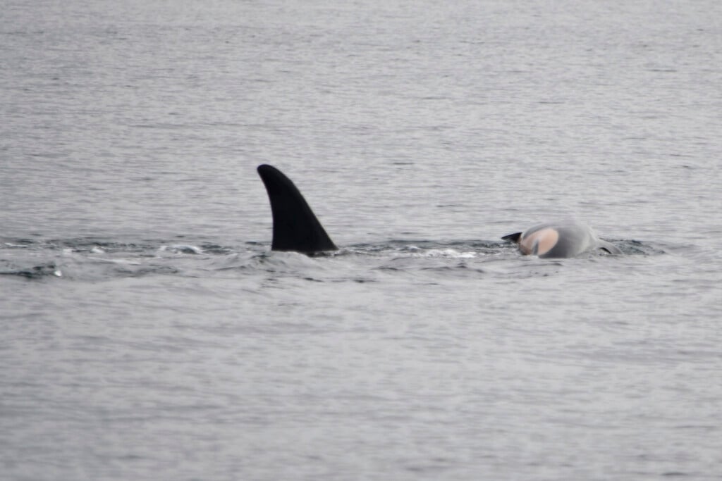 Grieving Orca Mother