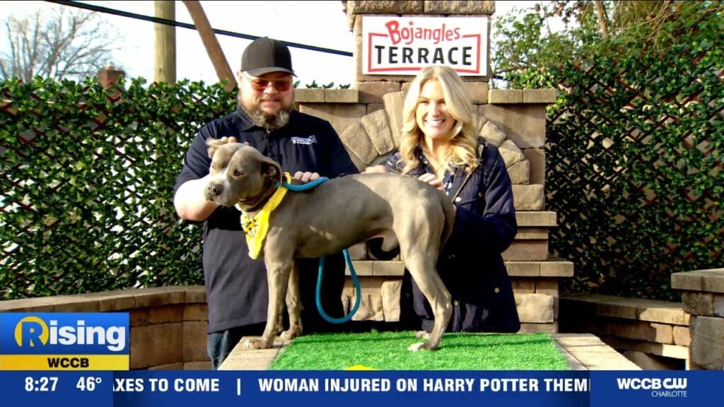 Pet Of The Week: Meet Indy