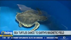 Sea Turtles Dancing
