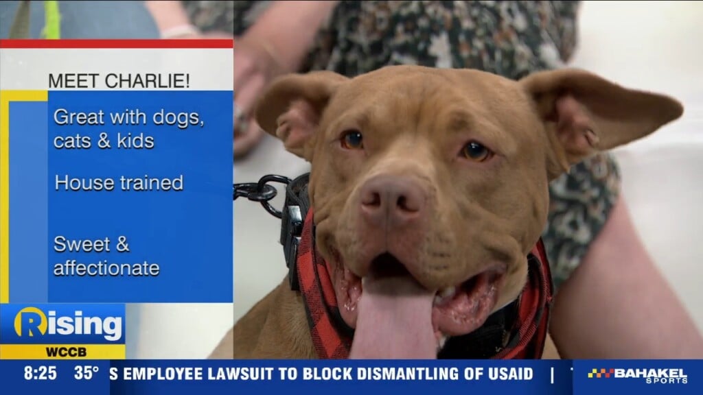 Pet Of The Week: Meet Charlie!