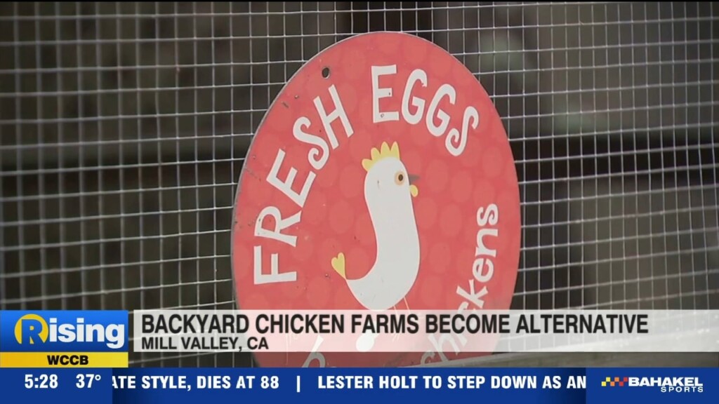 Backyard Chicken Farmers