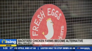 Backyard Chicken Farmers