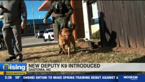 Meet Dunkin K9