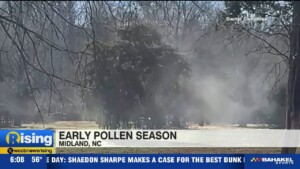Spread Of Pollen A Sign Of Early Spring