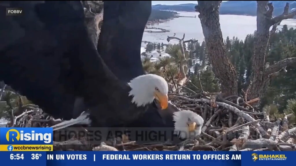 Eagle Eggs