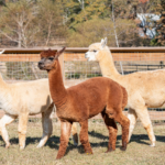 Family Farm Day with Greenway Stables | Sat, Mar 01, 2025 , 9:00am-12:00pm