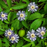 Nature Therapy Walk | Sat, Mar 01, 2025 , 9:00am-12:00pm