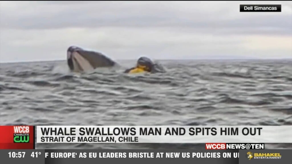 Whale Swallows Man And Spits Him Out