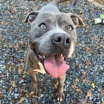 Indy A1234818