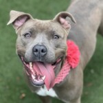 Gigi A1237180