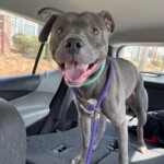Draco A1239982