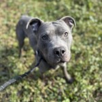 Fog A1238729