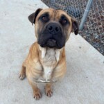 Everest A1238765