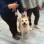 Harmony A1241241