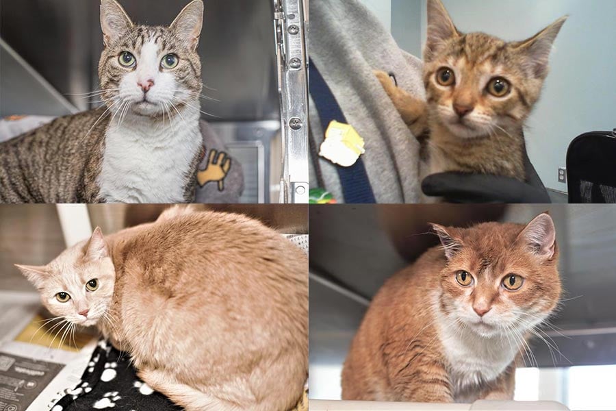 Cats For Adoption