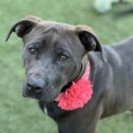 Lady Bug A1239919