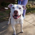 Huxley A1239206