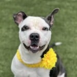 Oreo A1238875