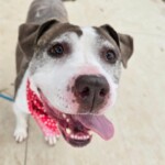 Violet A1228132