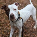 Cleo A1236861