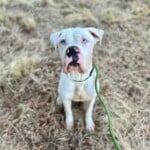 Big Al A1240322