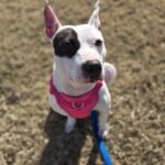 Chloe A1239228