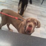 Nyla A1241030