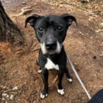 Lincoln A1239589