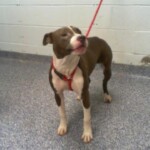 Leo A1240763